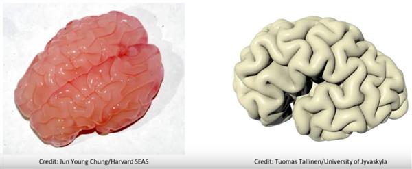 формирование борозд коры головного мозг с помощью технологий 3D-печати